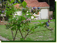 庭のブルーベリー