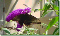 庭の花に舞う蝶