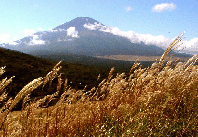 ススキ野原と富士山